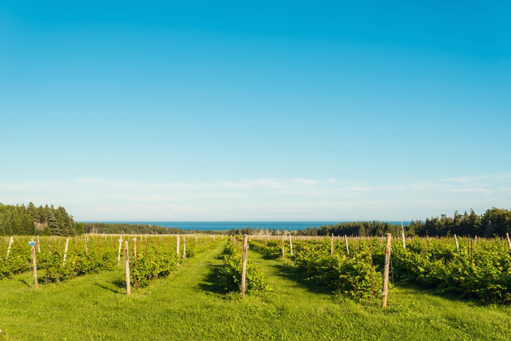 Wineries in the Maritimes 2
