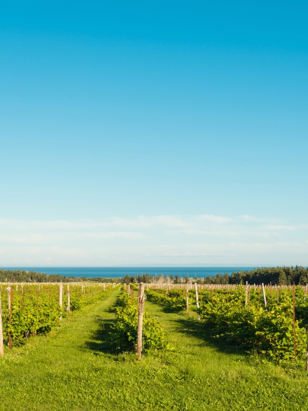 Wineries in the Maritimes 2