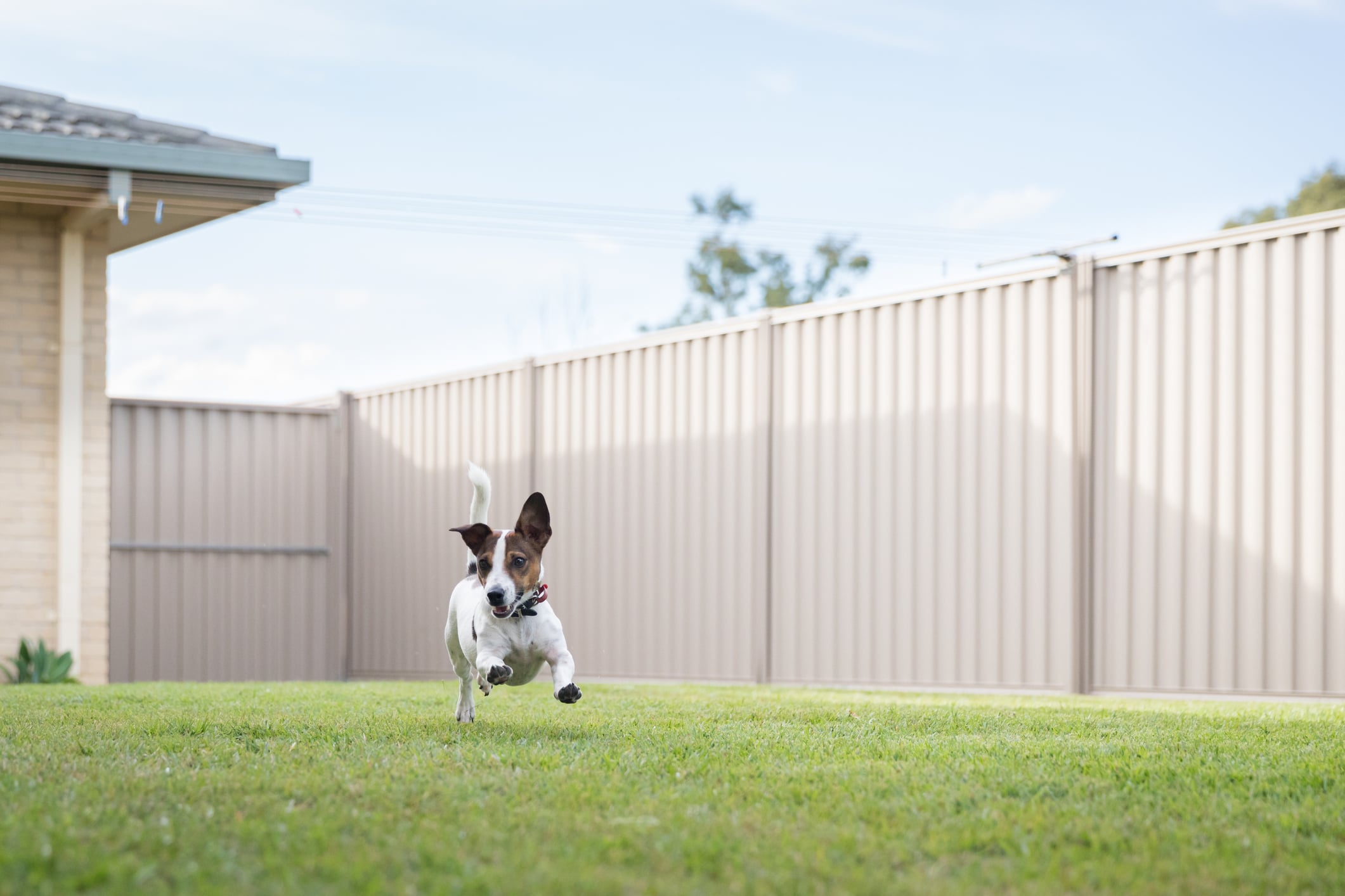 Dog fenced area