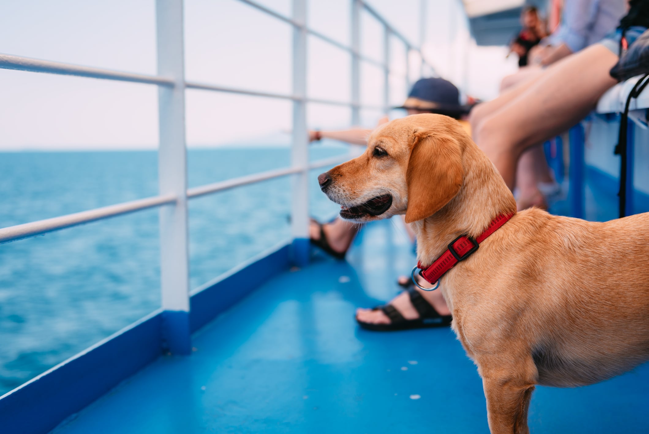 Dog with Leash on Ship Deck