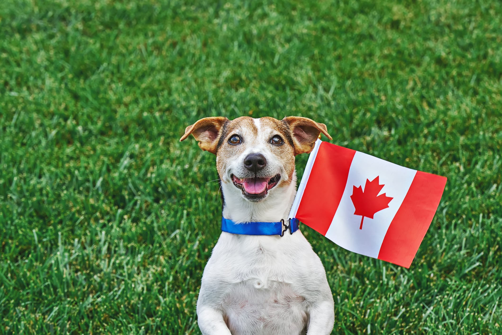 Dog with Canada Flage