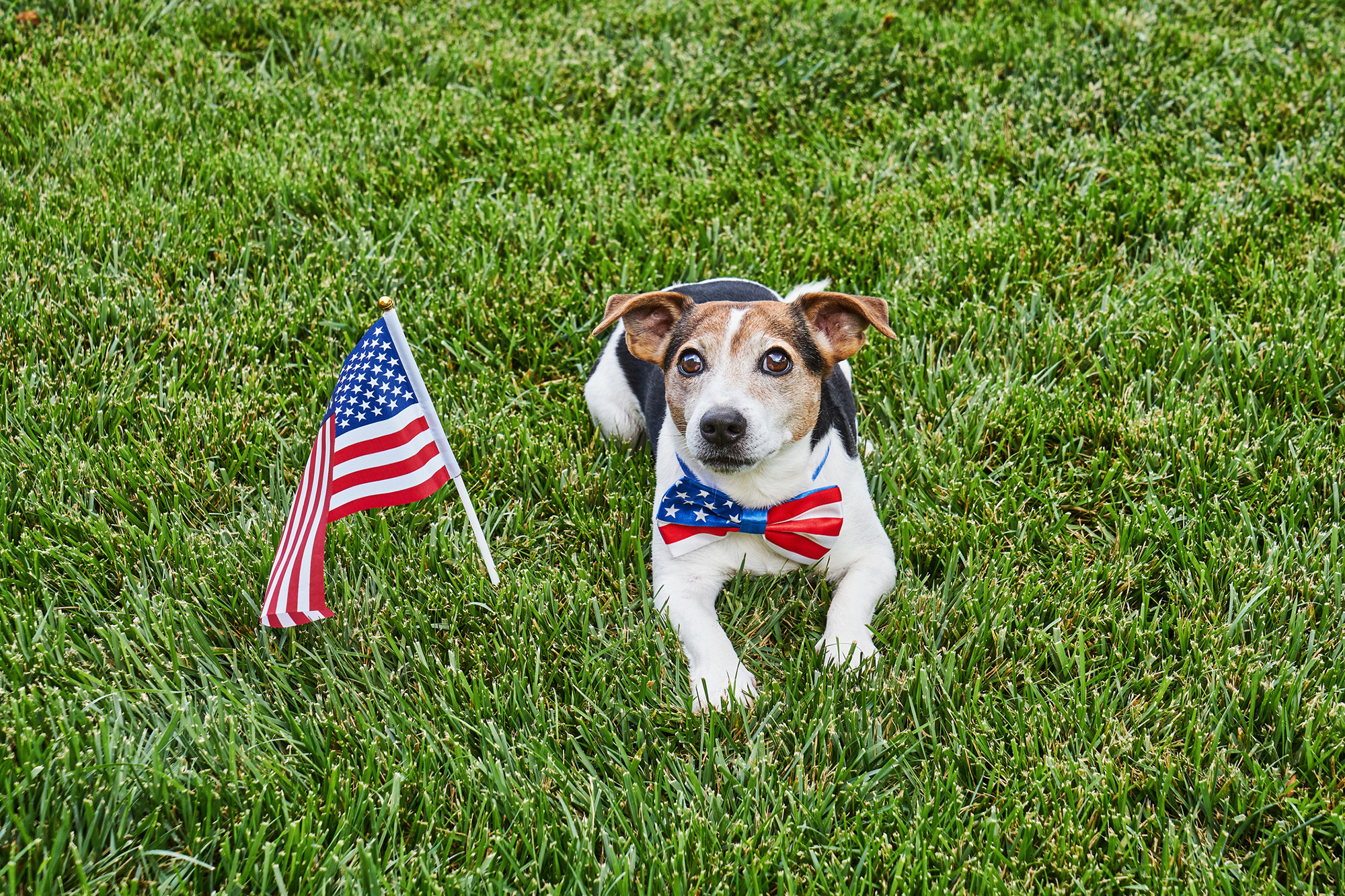 Dog with US flag
