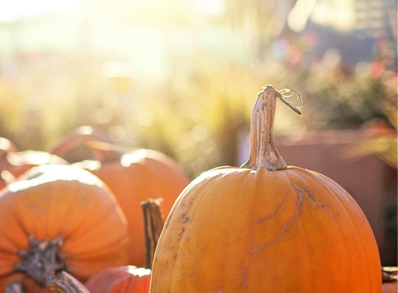 A pile of Pumpkins during the fall 