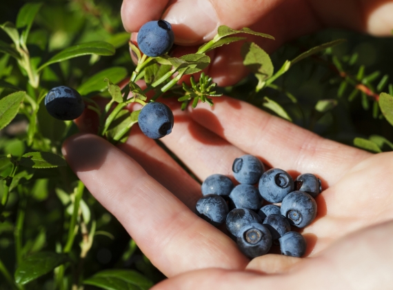 Hand picking wild blueberries