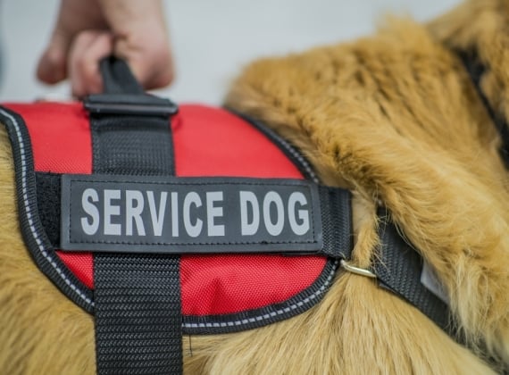 Close-up concept of a man's hand holding a service dog harness on a seeing eye dog that is a golden retriever.