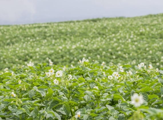 potato blossoms