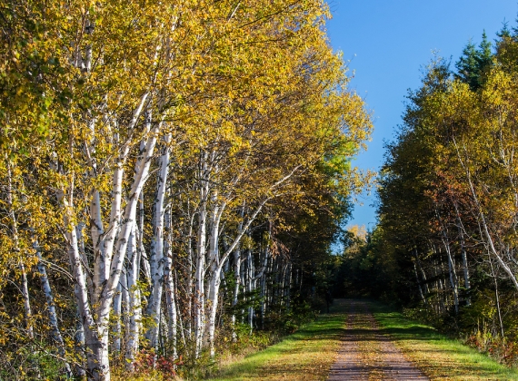 The Confederation Trail
