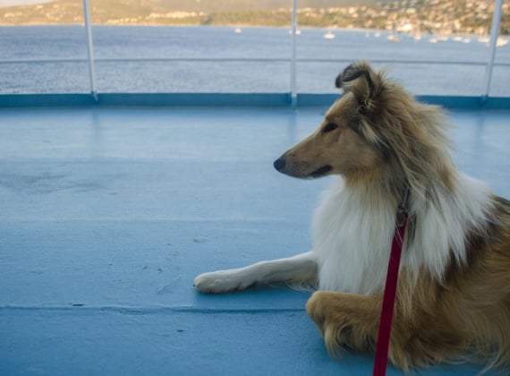 Dog with Leash on Ship Deck