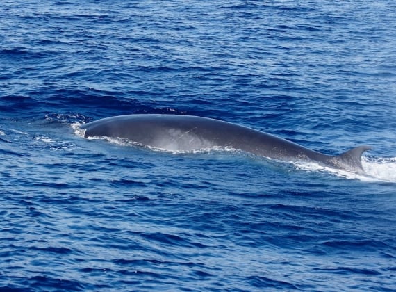 whale watching on the Bay of Fundy