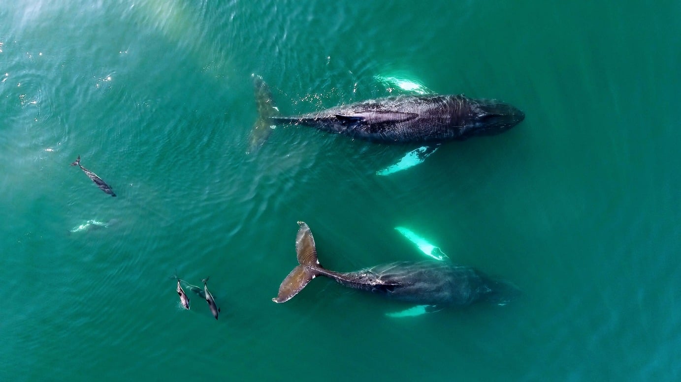 Two whales and dolphins in the Bay of Fundy