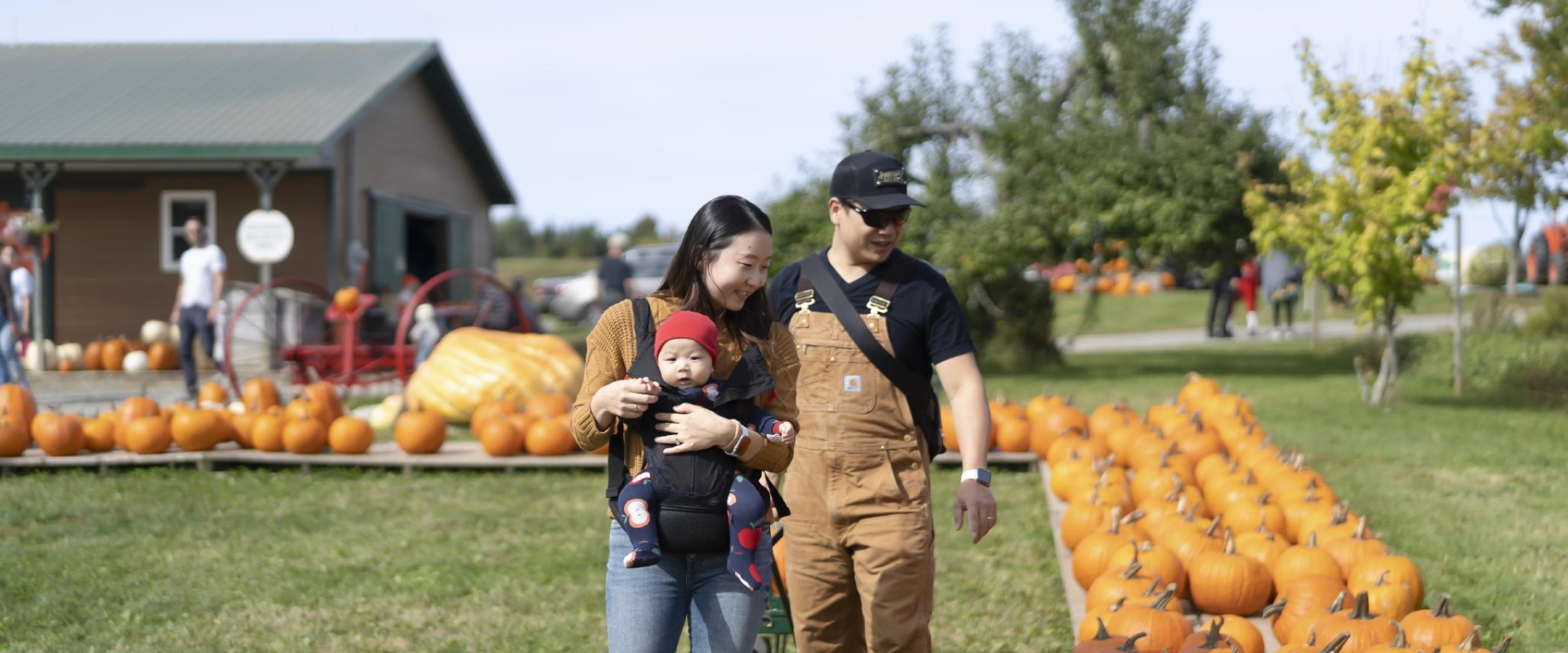 Family pumpkin picking