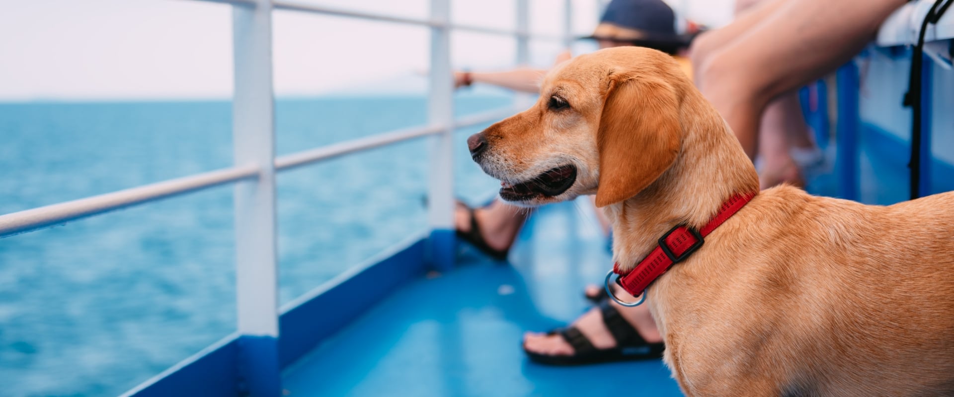 Dog with Leash on Ship Deck