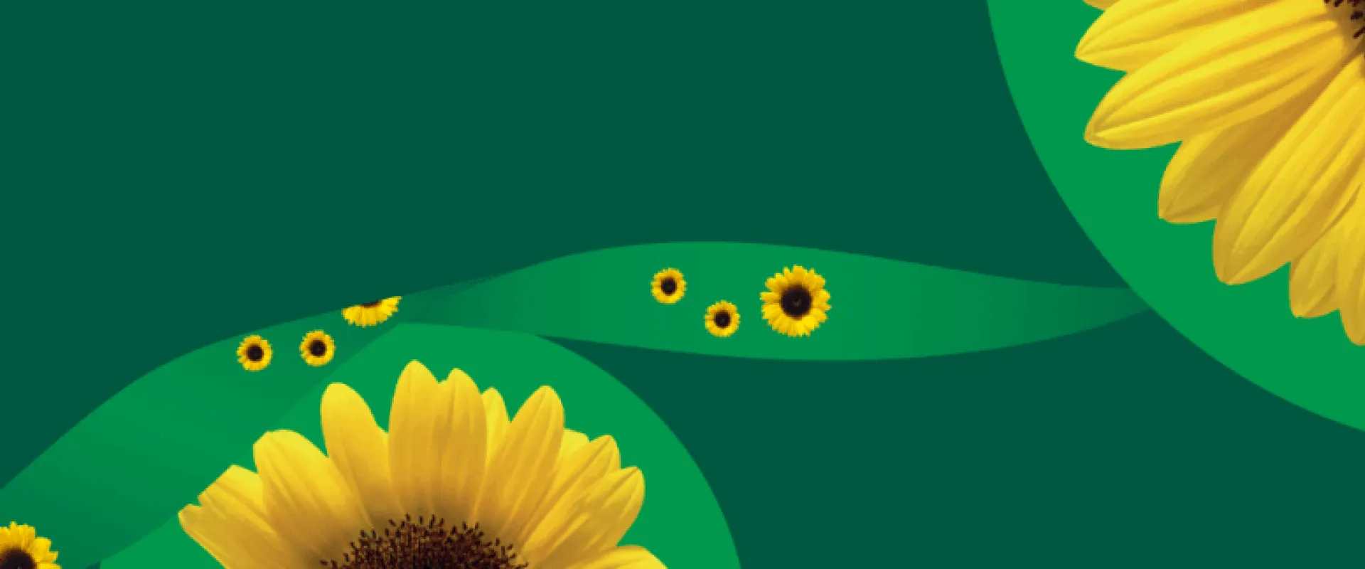 Sunflower program